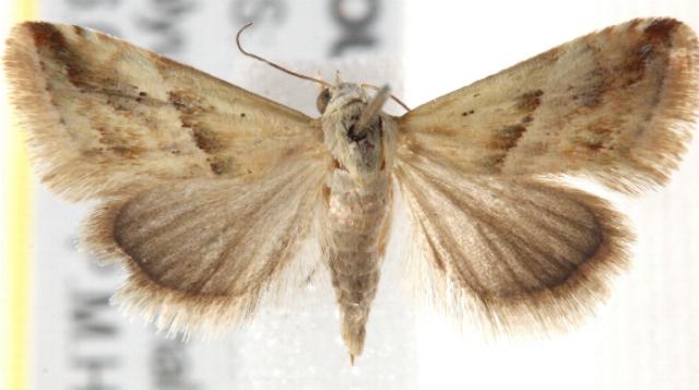 Eublemma inconspicua
