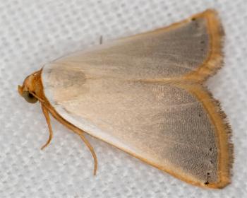 Eublemma innocens