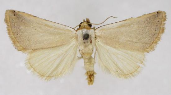 Eublemma innocens