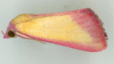 Phytometra laevis
