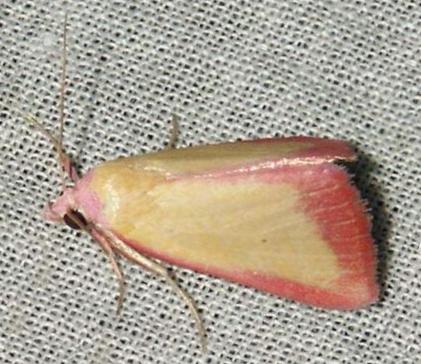 Phytometra laevis