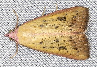 Phytometra laevis