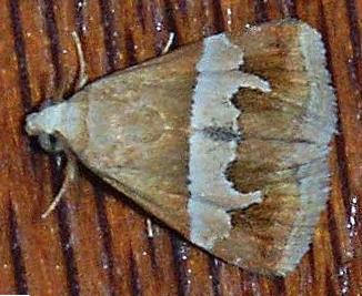 Eublemma leucodesma