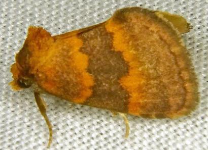 Oruza lithochroma