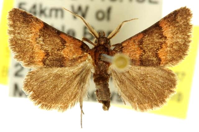 Oruza lithochroma