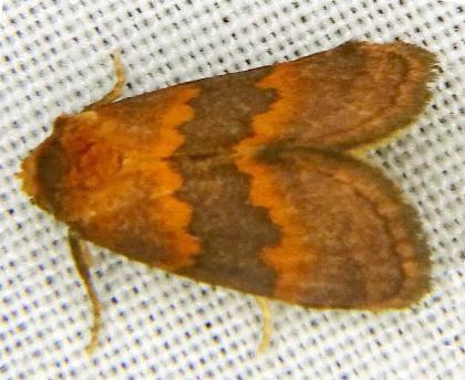 Oruza lithochroma