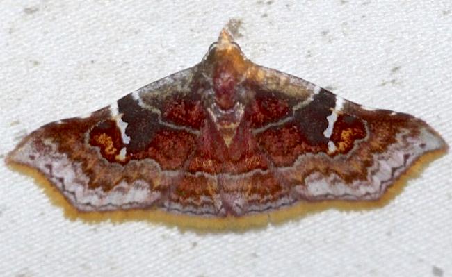 Corgatha miltophyres