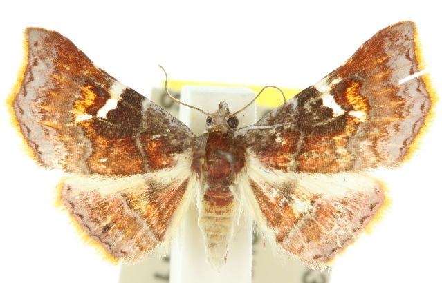 Corgatha miltophyres