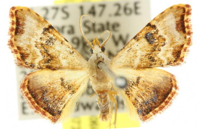 Corgatha molybdophaes