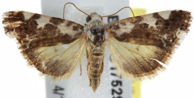 Acontia nivipicta