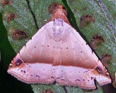 Eublemma pudica