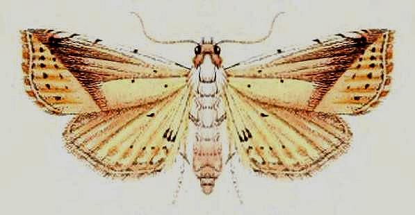 Eublemma pudica