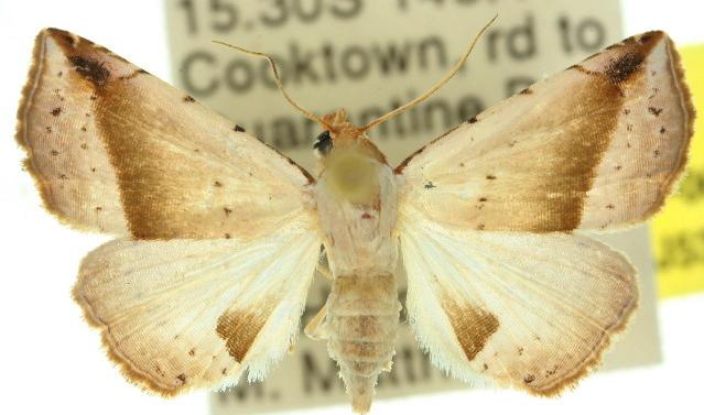 Eublemma pudica