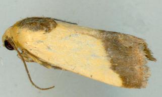 Acontia thapsina