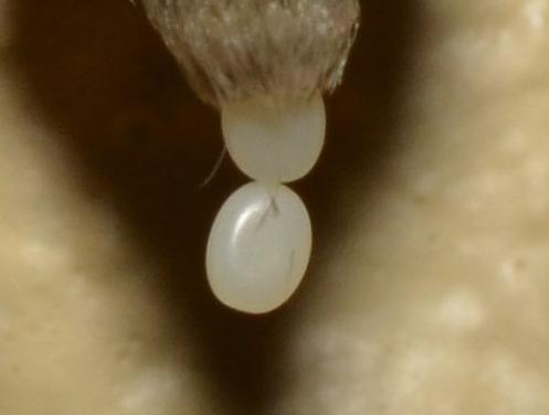 Gastridiota adoxima