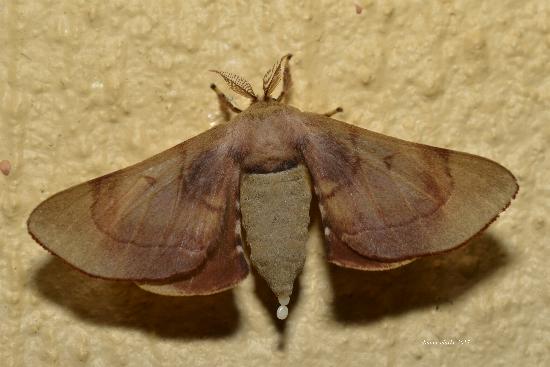 Gastridiota adoxima