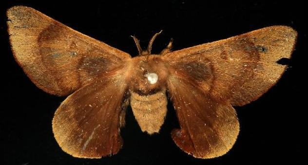 Gastridiota adoxima