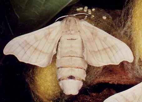 Bombyx mori
