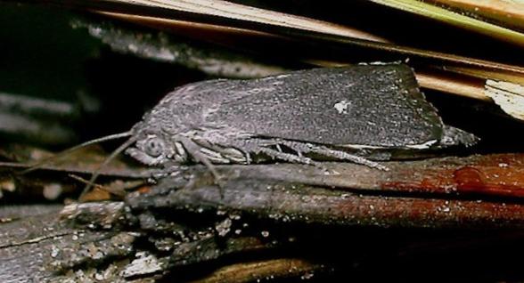 Miscera centropis