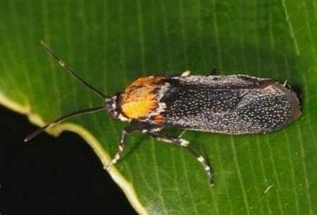 Synechodes coniophora