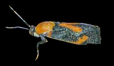 Synechodes coniophora