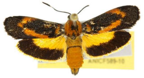 Synechodes coniophora