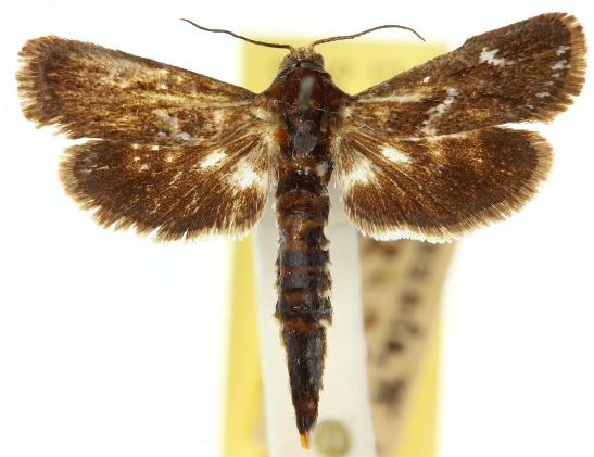 Miscera episcota