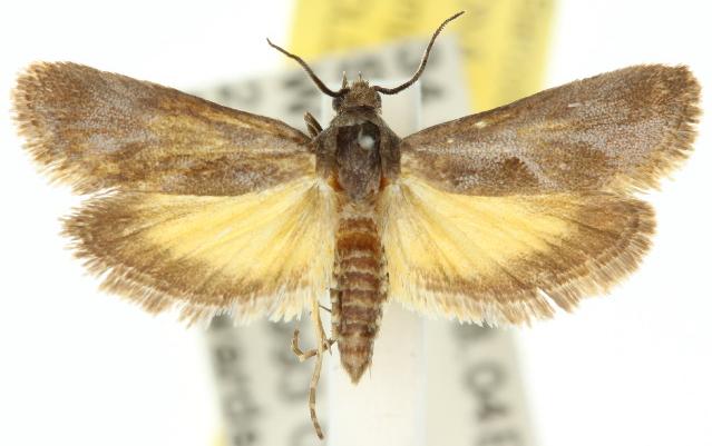 Miscera holodisca