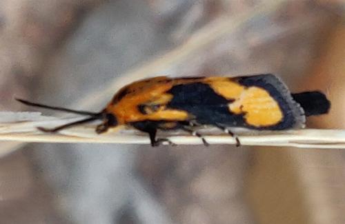 Miscera homotona