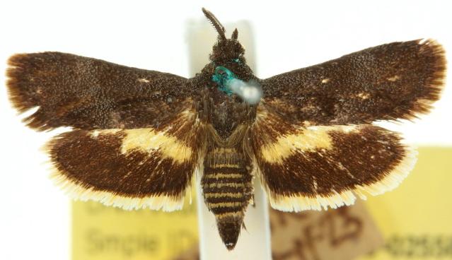 Miscera isomacha