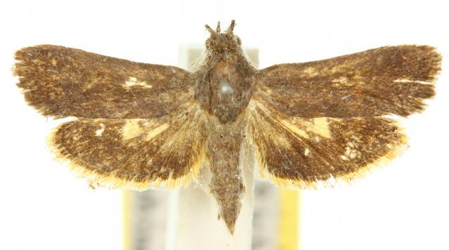 Miscera lygropis