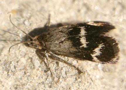 Miscera micrastra