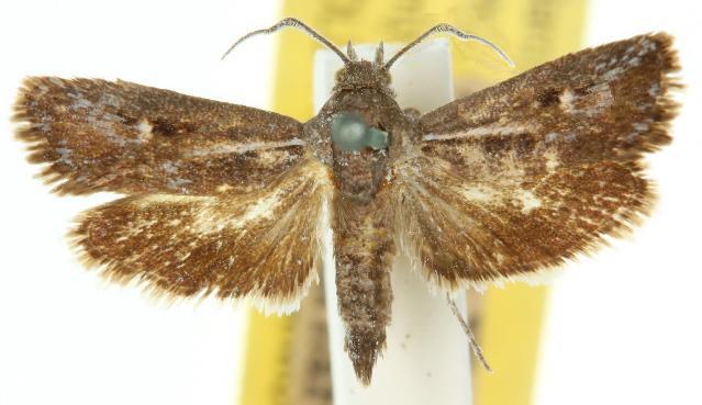 Miscera pammelas