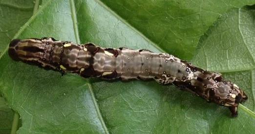 Eudocima cocalus