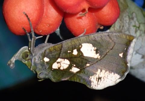 Eudocima cocalus