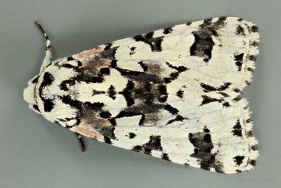 Epicyrtica docima