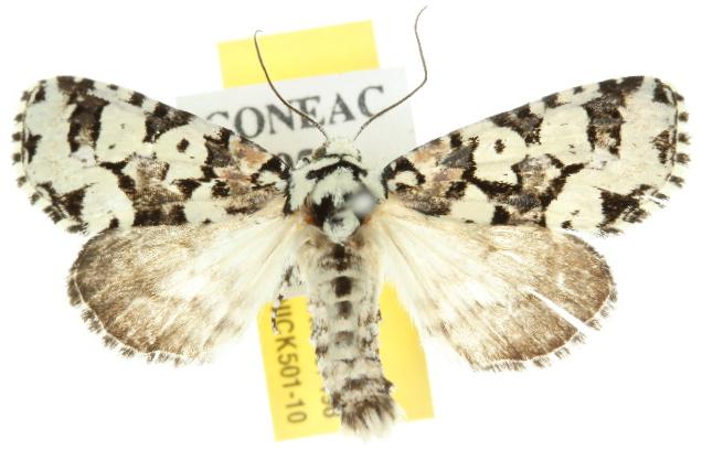 Epicyrtica docima