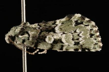 Epicyrtica hippolopha