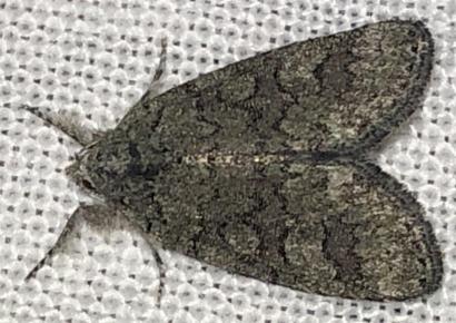 Epicyrtica lathridia