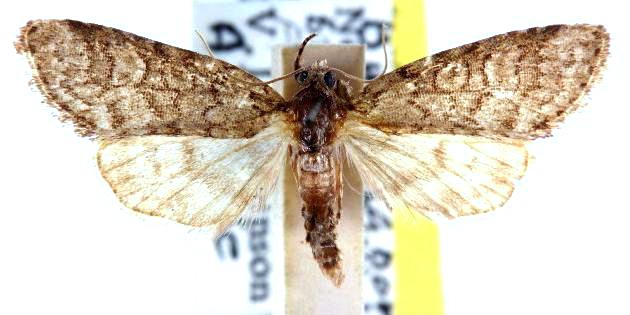 Epicyrtica lathridia