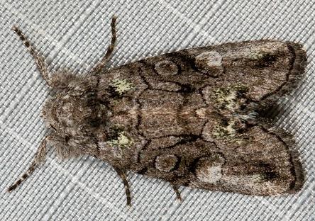 Epicyrtica lichenophora