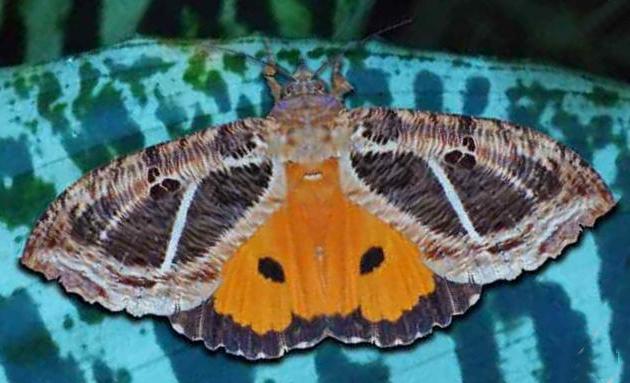 Eudocima materna