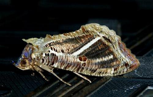 Eudocima materna