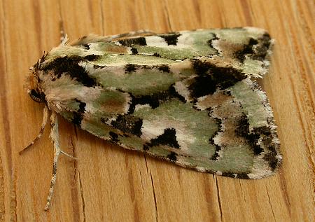 Epicyrtica metallica