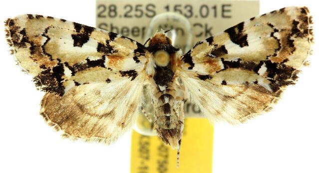 Epicyrtica metallica