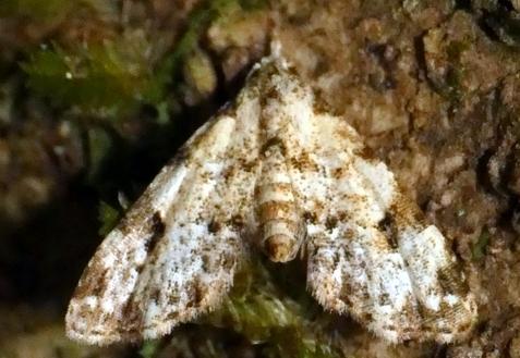 Parapadna zonophora