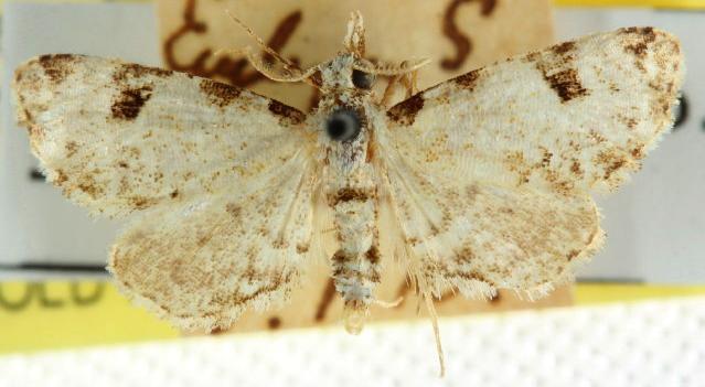 Parapadna zonophora