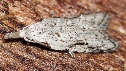 Paramorpha aplegia