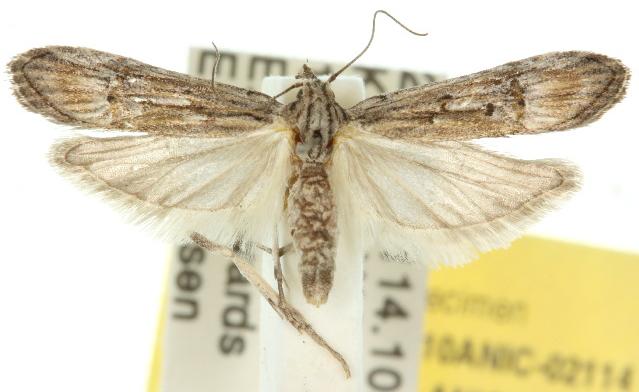 Carposina leptoneura