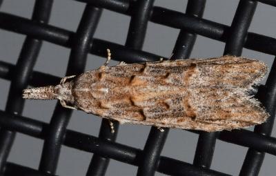 Carposina mediella